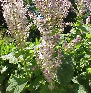 Clary Sage (Salvia sclarea)