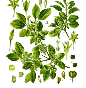 Common Buckthorn (Rhamnus cathartica)