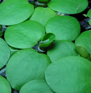 West Indian Spongeplant (Limnobium laevigatum)