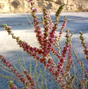 Shrubby Russian Thistle (Salsola vermiculata)
