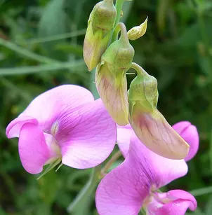 Perennial Pea (Lathyrus latifolius)