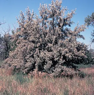 Russian Olive (Elaeagnus angustifolia)