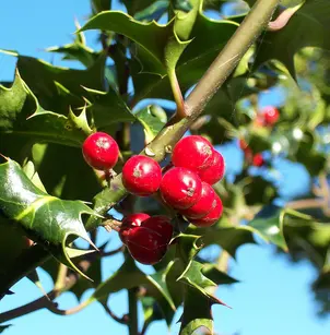 English Holly (Ilex aquifolium)