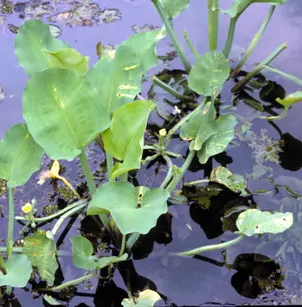 Yellow Velvetleaf (Limnocharis flava)