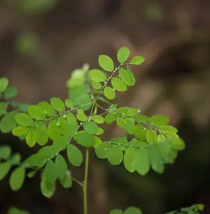 Mascarene Island Leaf-Flower (Phyllanthus tenellus)