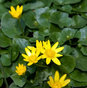 Fig Buttercup (Ranunculus ficaria)