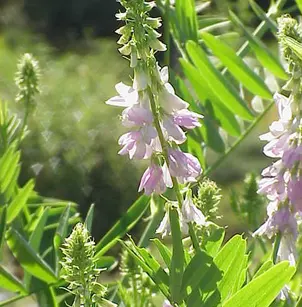 Professor-Weed (Galega officinalis)