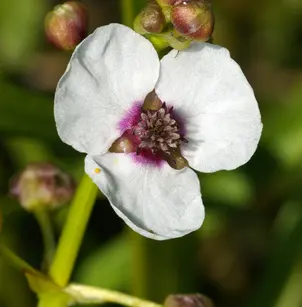Arrowhead (Sagittaria sagittifolia)