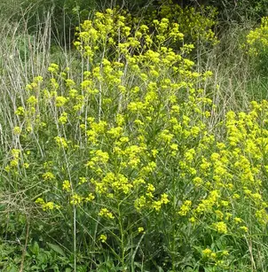 Turkish Wartycabbage (Bunias orientalis)