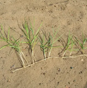 Torpedo Grass (Panicum repens)