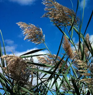 Common Reed (Phragmites australis)