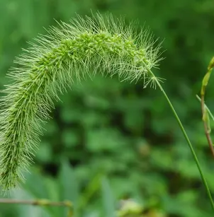 Japanese Bristlegrass (Setaria faberi)