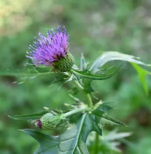 Japanese Thistle (Cirsium japonicum)
