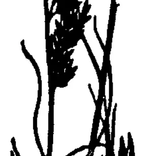 Fineleaf Sheep Fescue (Festuca filiformis)
