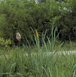 Narrowleaf Cattail (Typha angustifolia)