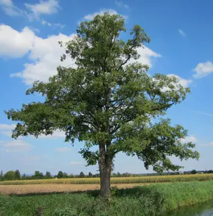 Black Alder (Alnus glutinosa)