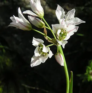 Slender False Garlic (Nothoscordum gracile)