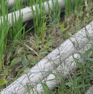 Chinese Sprangletop (Leptochloa chinensis)