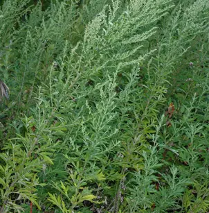 Common Wormwood (Artemisia vulgaris)
