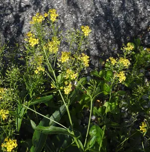 Austrian Yellowcress (Rorippa austriaca)