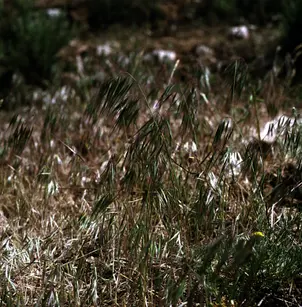 Cheatgrass (Bromus tectorum)