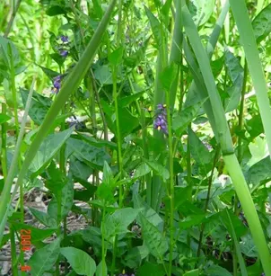 Climbing Nightshade (Solanum dulcamara)