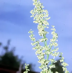 Pale Dock (Rumex altissimus)