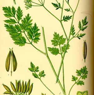 Rough Chervil (Chaerophyllum temulum)