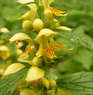 Yellow Archangel (Lamiastrum galeobdolon)