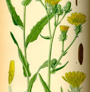 Hawkweed Oxtongue (Picris hieracioides)
