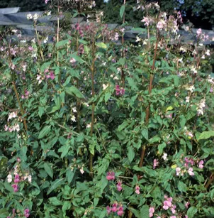 Ornamental Jewelweed (Impatiens glandulifera)
