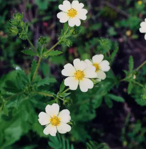 Sulphur Cinquefoil (Potentilla recta)