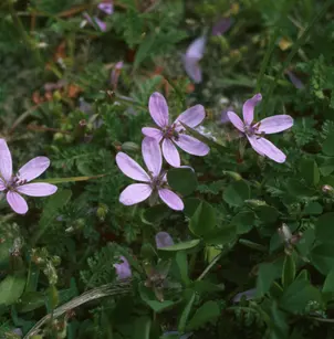 Robert Geranium (Geranium robertianum)