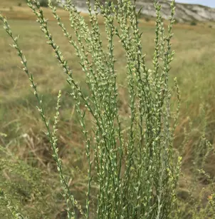 Mezereon (Thymelaea passerina)