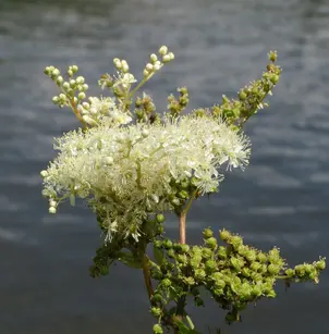 Queen of the Meadow (Filipendula ulmaria)