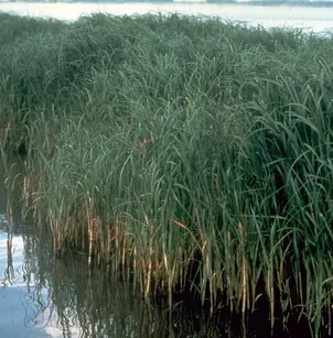 Smooth Cordgrass (Spartina alterniflora)