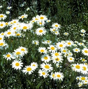 Oxeye Daisy (Leucanthemum vulgare)