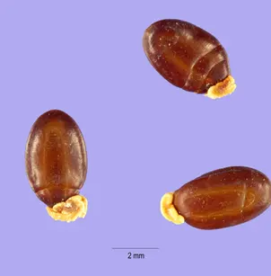 Paradox Acacia (Acacia paradoxa)