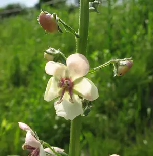 Moth Mullein (Verbascum blattaria)