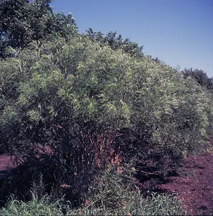 False Indigobush (Amorpha fruticosa)