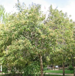 Japanese Privet (Ligustrum japonicum)