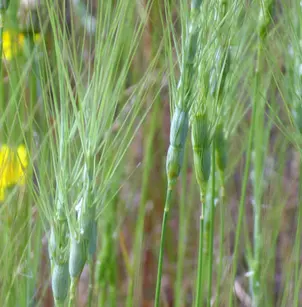 Barbed Goatgrass (Aegilops triuncialis)