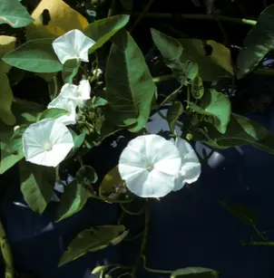 Swamp Morning-Glory (Ipomoea aquatica)