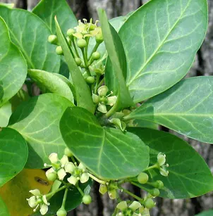 Purple Winter Creeper (Euonymus fortunei)