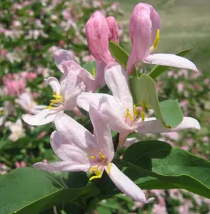 Tatarian Honeysuckle (Lonicera tatarica)
