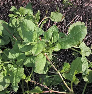 Spiny Threecornerjack (Emex spinosa)