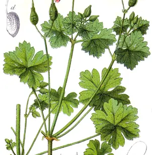 Shining Geranium (Geranium lucidum)