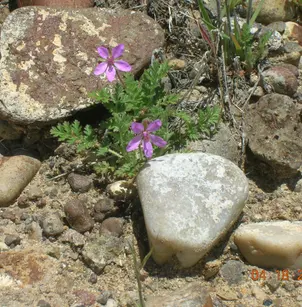 Redstem Stork's Bill (Erodium cicutarium)