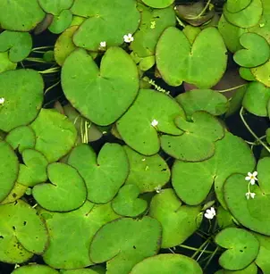 Crested Floatingheart (Nymphoides cristata)
