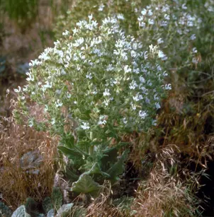 Mediterranean Sage (Salvia aethiopis)